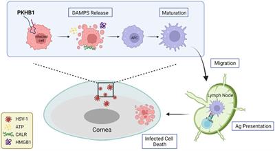 PKHB1 peptide induces antiviral effects through induction of immunogenic cell death in herpes simplex keratitis